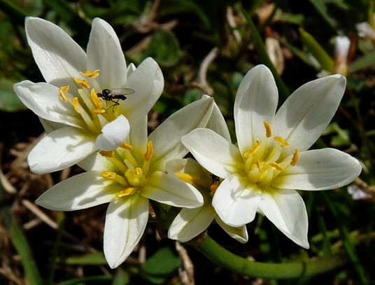 {Nothoscordum bivalve}